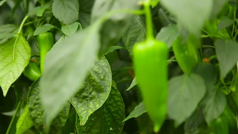 A green sweet pepper growing at the vegetable bed Stock Footage 75282134