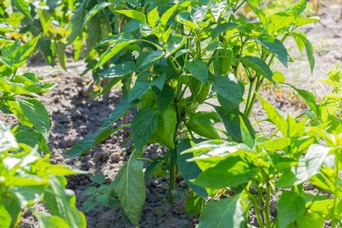 Green sweet pepper grows in the garden. Paprika. Eco harvest. Eco product Foto stock