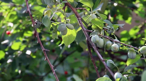 Green sweet plum on the tree Stock Footage 22788794