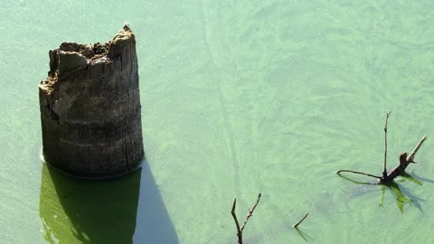 Green swirl pattern of cyanobacteria algae bloom flowing past stump Stock Footage 317990551