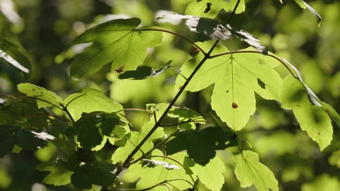 Green sycamore maple leaves back lit by the summer sun - close up. 4K tripod Stock Footage 252763772