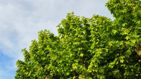 Green Sycamore Plane Tree Leaves Swaying Against a Blue Sky Stock Footage 334653159