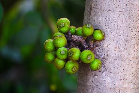 Green Sycamore tree Stock Photos