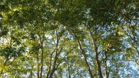 Green Symphony A Forest of Trees Stock Footage 281203348