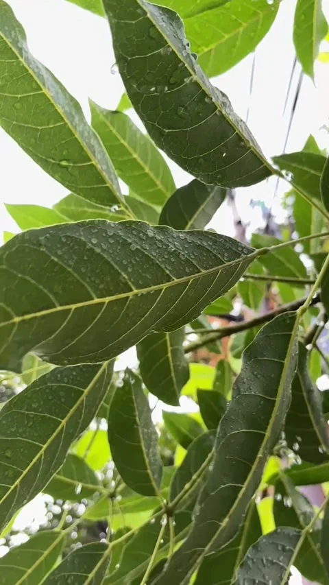 The green tabebuya leaves by the rain Stock Footage 322978218
