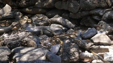 Green tail lizard croup on Bonaire Island in the Caribbean Sea Stock Footage 130317112