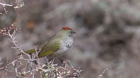 Green-tailed Towhee 2 Stock Footage 8550150