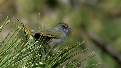 Green-tailed Towhee Stock Footage 478778