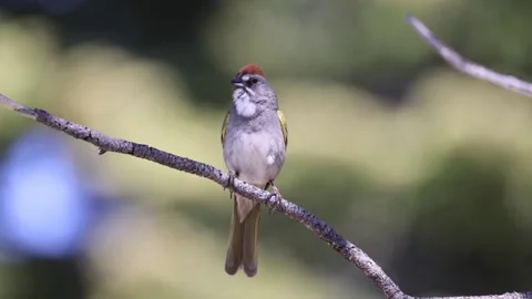 Green-tailed Towhee Stock Footage 155013974