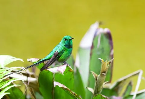 Green-tailed Trainbearer Stock Photos