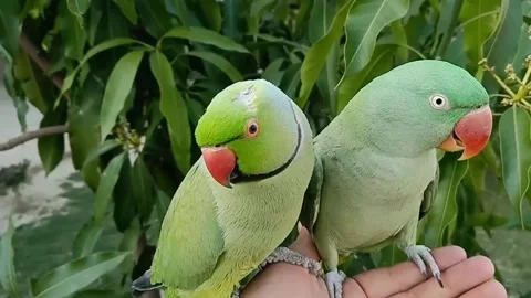 Green Talking Parrots 스톡 동영상 165984764