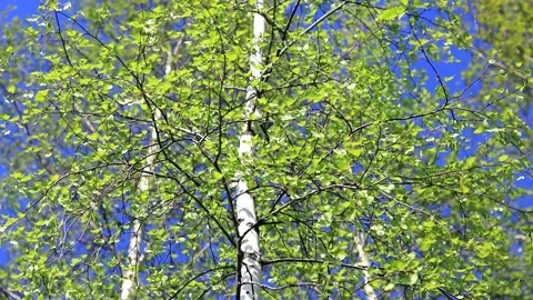 Green tall birch develops in the wind in clear weather against the background of Stock Footage 163375183