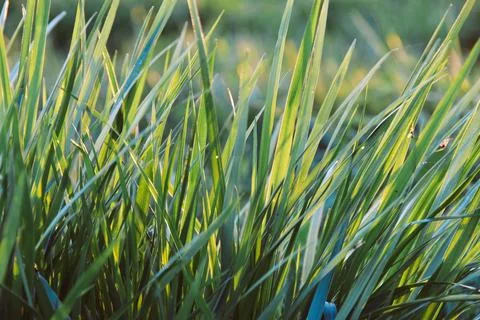 Green tall grass, background Stockfoto's