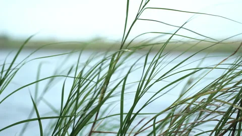 Green tall grass blows in the wind against the backdrop of a freshwater lake. Stock Footage 215761166