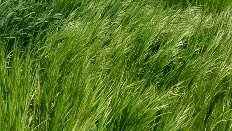 Green tall grass Stock Footage 95080420