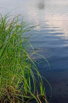 Green tall grass grows in front of a pond Stock Photos