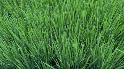 Green tall grass moving on the wind Video stock 219948109