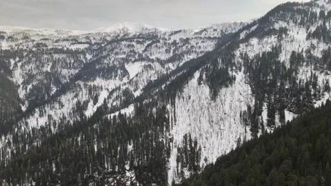 Green tall pine tree forest on snow ice covered mountain. aerial drone shot Video stock 157755120
