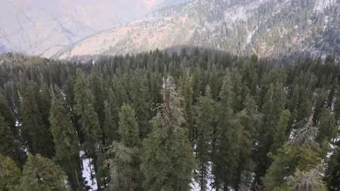 Green tall pine tree forest on snow ice covered mountain. aerial drone shot Video stock 157755385