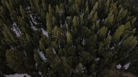 Green tall pine tree forest on snow ice covered mountain. aerial drone shot v Stock Footage 157755546