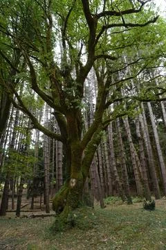 A green tall tree in a forest. 스톡 사진