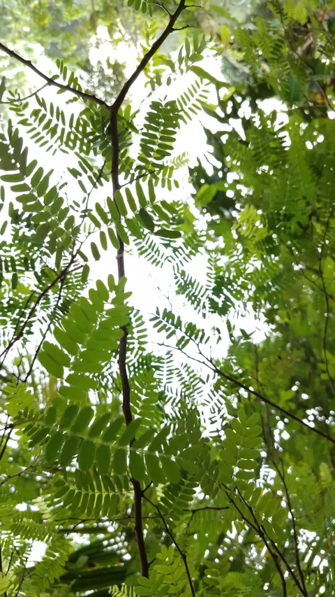 Green tamarind tree leaves swaying against a bright daylight sky. Stock Footage 334530976