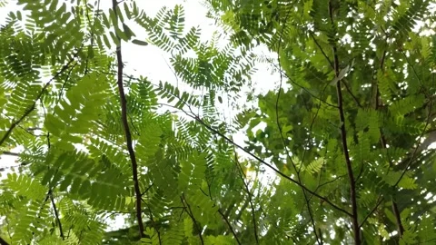Green tamarind tree leaves swaying against a bright daylight sky. Stock Footage 334531004