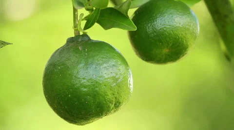 Green Tangerines fruit Video stock 48052291