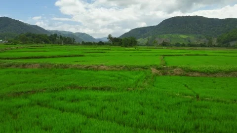 Green Tapestry: Captivating 4K Drone Footage of Mountain Rice Terraces Stock Footage 244471201