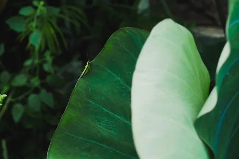 Green Taro leaf background summer life Stock Photos