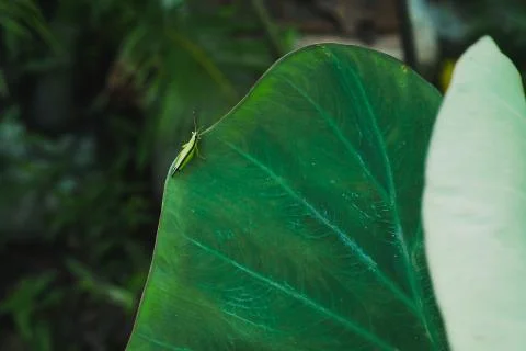 Green Taro leaf background summer life Stock Photos