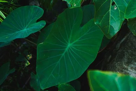 Green Taro leaf background summer life Stock Photos