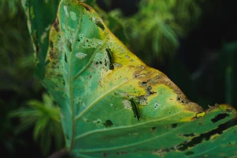 Green Taro leaf background summer life Stock Photos