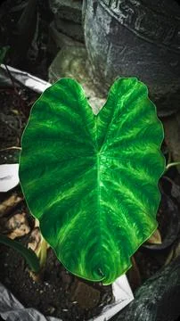 Green taro leaf Stock Photos