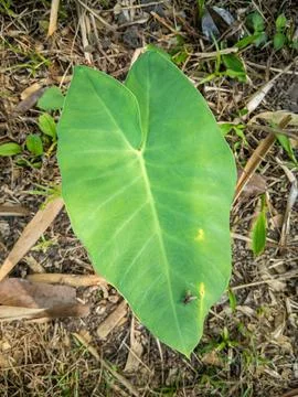 A Green Taro Leaf With A Small Fly Stock Photos