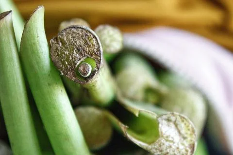 Green taro leaf stem cut with blurred background Stockfoto's
