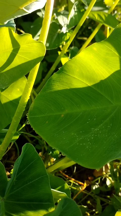 Green Taro Leaf Under Sunlight Stock Footage 330822867