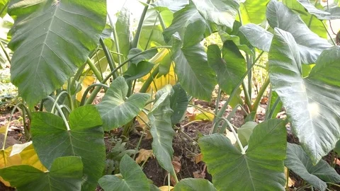 Green Taro Leaves Stock Footage 80050035