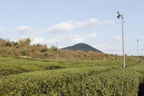 Green tea agriculture with wind turbine on blue sky Stock Photos