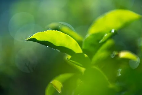 Green tea bud and fresh leaves. Tea plantations. Stock Photos