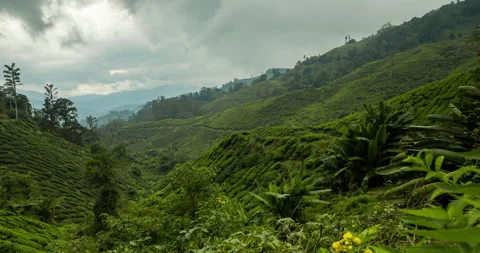 Green tea crops, Cameron Highlands, Tanah Rata, Malaysia Stock Footage 228826253