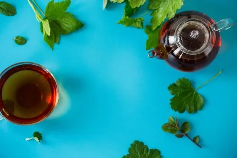 Green tea from currant and mint leaves in a glass teapot Stock Photos