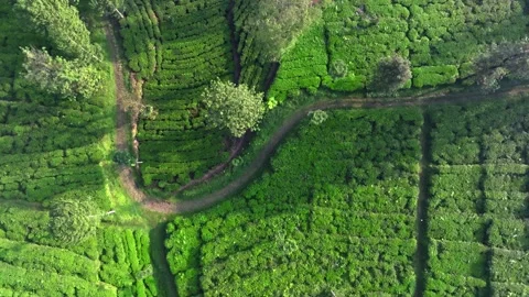 Green Tea Estate Pattern Across Rolling Hills Drone Footage Stock Footage 337834871