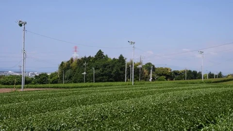 Green tea farm 4K Video stock 78879471
