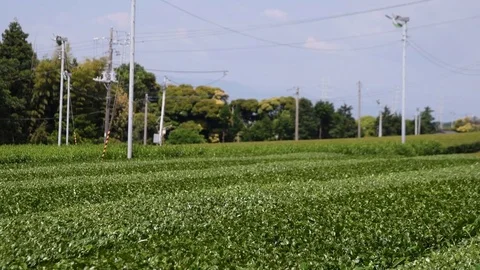Green tea farm 4K Stock Footage 78880789