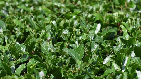 Green tea farm 4K Video stock 78887461