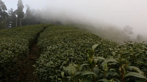 Green Tea Farm Stock Footage 34515319