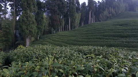 Green Tea Farm Stock Footage 34520001