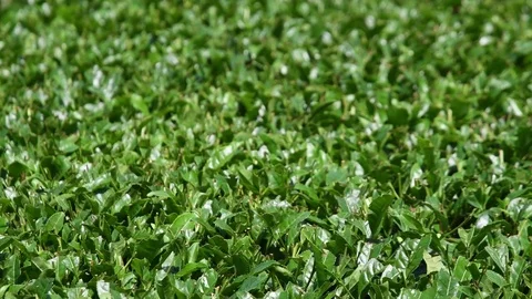 Green tea farm Stock Footage 78835057