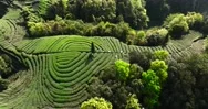 Green Tea Farm In The Mountain Of Sichuan China Tea Terrace Stock Footage